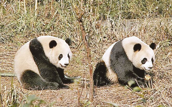 团团来台已经14年。图为2008年12月，当时年仅4岁的团团、圆圆在四川雅安碧峰峡基地「老家」的日常生活。（王铭义摄）