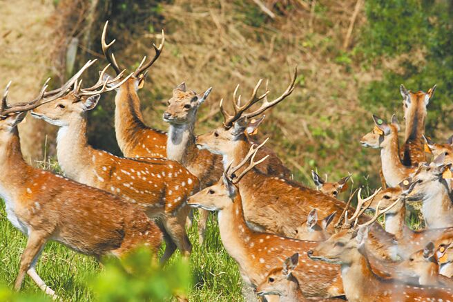 梅花鹿太多导致垦丁国家公园的森林面临退化危机，农委会绞尽脑汁控管鹿群数量，避免影响生态。（垦管处提供）