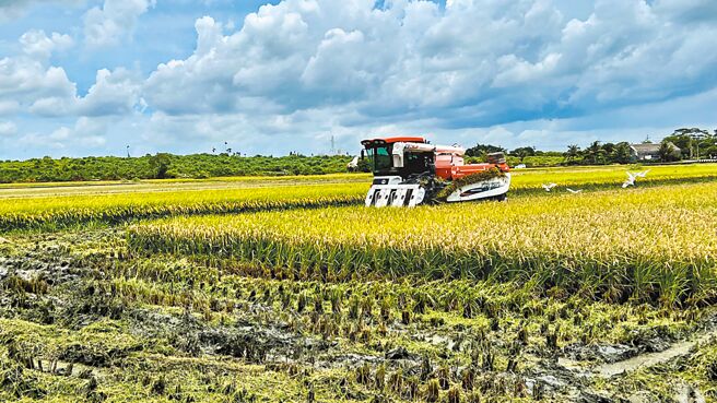 后壁是台南最大稻米产区，多数稻田仰赖曾文、乌山头水库供灌。（本报资料照片）