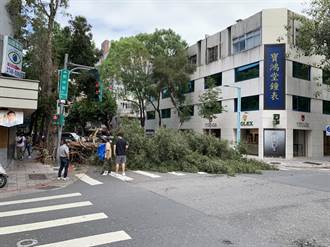 北市路樹倒塌傳巨響！巨樹壓壞號誌卡馬路 嚇壞民眾