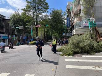 北市巨樹倒塌卡馬路壓壞號誌 警請清潔隊員排除中