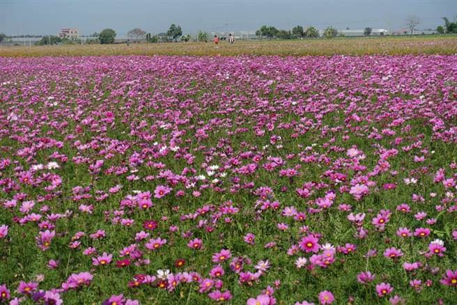 莿桐乡兴桐村孩沙里花海每年春节吸引民眾赏花，「浊水溪文化季」活动中也将赠送波斯菊、向日葵种子，让民眾带回家自己种。（周丽兰摄）