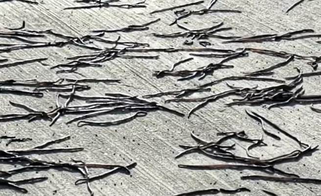 屏东河滨公园惊见蚯蚓大军，民眾想到前一晚大爆炸？(民眾提供)