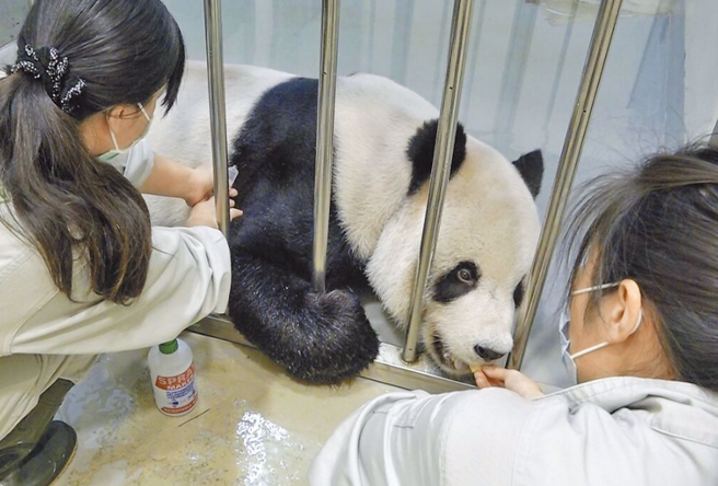 团团情况不乐观，大陆方面拟派专家或饲育员来台探视。（台北市立动物园提供）