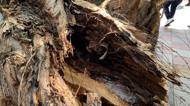 台北市有巨大路树硬倒塌卡马路。（戴锡钦提供／杨亚璇台北传真）