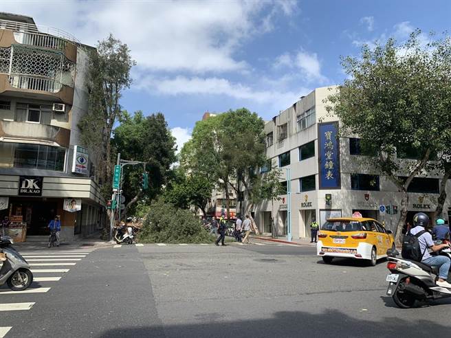 台北市有巨大路树硬倒塌卡马路。（戴锡钦提供／杨亚璇台北传真）