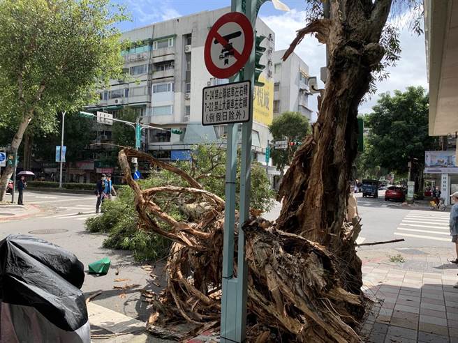 台北市有巨大路树硬倒塌卡马路。（戴锡钦提供／杨亚璇台北传真）
