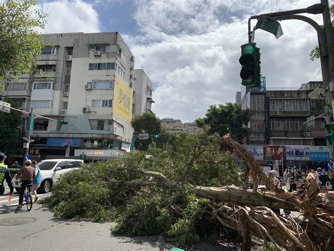 台北市有巨大路树硬倒塌卡马路。（戴锡钦提供／杨亚璇台北传真）
