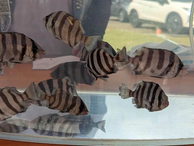 基隆區漁會這次放流的條石鯛魚苗。（張志康攝）