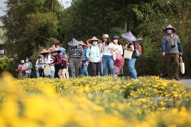 苗栗县铜锣乡杭菊即将进入盛开期，参山处邀请大家同来铜锣游玩赏花。（参山处提供／谢明俊苗栗传真）