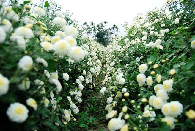 苗栗县铜锣乡杭菊即将进入盛开期。（参山处提供／谢明俊苗栗传真）