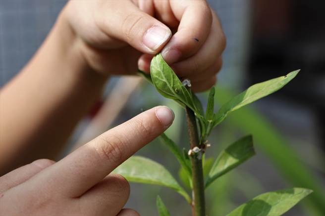 同安国小的孩子们会跑到开心农场抓菜虫，接着细心呵护养成纹白蝶。（谢佳潾摄）