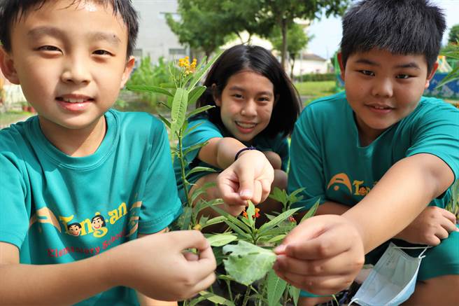 同安国小的孩子们会跑到开心农场抓菜虫，接着细心呵护养成纹白蝶。（谢佳潾摄）