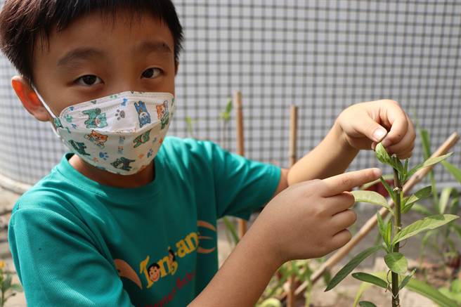 同安国小的孩子们会跑到开心农场抓菜虫，接着细心呵护养成纹白蝶。（谢佳潾摄）