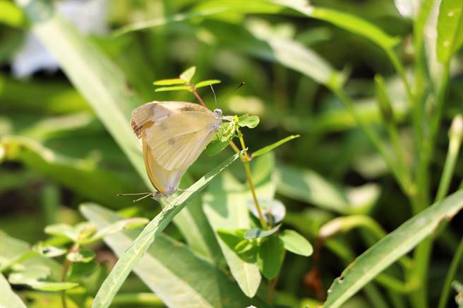 同安国小的孩子们会跑到开心农场抓菜虫，接着细心呵护养成纹白蝶。（谢佳潾摄）