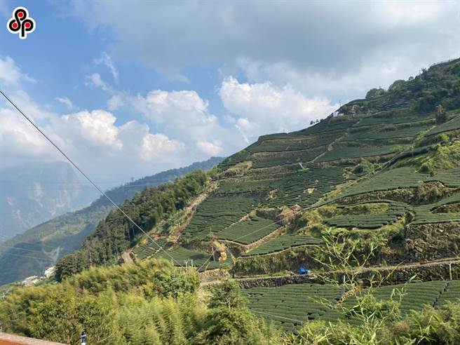 农委会近日公告明年起若茶叶标示产地为「台湾」者，就要提供溯源农粮产品条码（QR Code），否则可处贩售人6000元至3万元。（报系资料照）