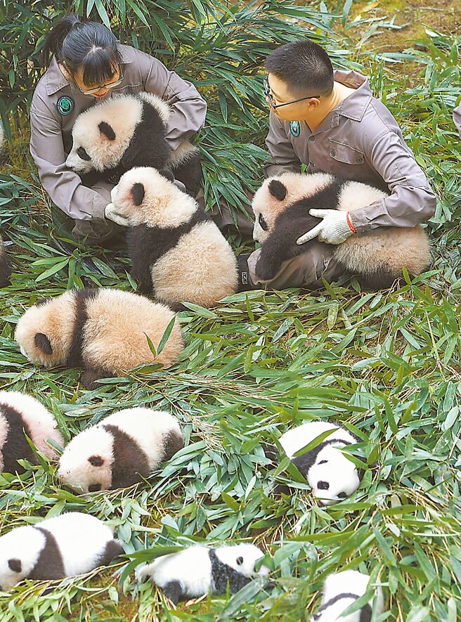 「团团」疑脑部病变，台北市立动物园已向市政府申办大陆专家来台程序。图为中国大陆大熊猫保护研究中心雅安碧峰峡基地拍摄的大熊猫宝宝。（新华社）