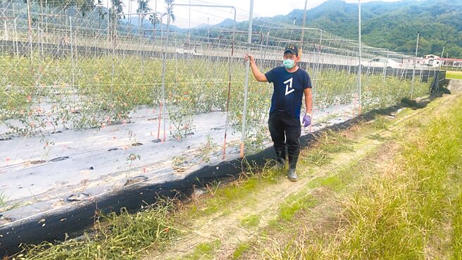 美浓农民指出，这次小番茄疯欉损害是近年来最严重的一次，如果不是天候异常，为什么普遍的农民都受到病虫害的侵袭。（林雅惠摄）