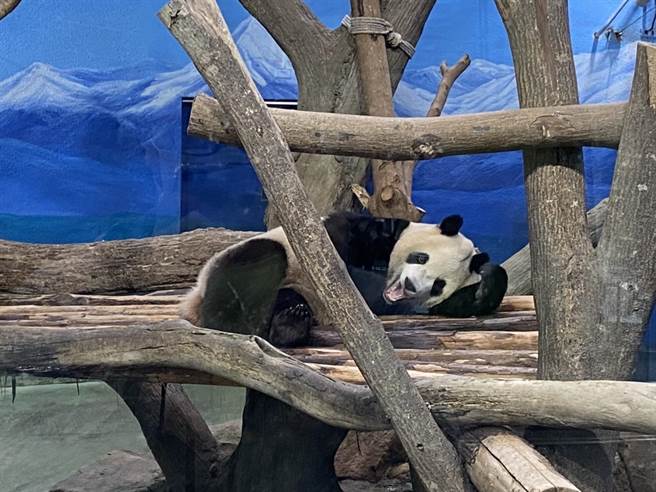 动物园长刘世芬表示，确定专家大约在11月初抵台；至于2位专家是谁，园方表示，尚未确定。（游念育摄）