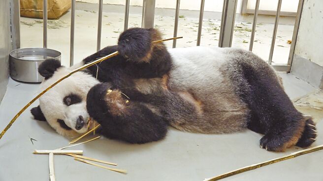 大陆赠送台湾的大猫熊「团团」病危，农委会称如有必要，大陆可以拿回去，引发台北市议员炮轰。（台北市立动物园提供／张芷瑜台北传真）