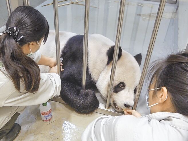 台北市立动物园表示，这两天观察「团团」后肢无力的情形有些许改善。图为兽医师帮「团团」打针。（台北市立动物园提供／张芷瑜台北传真）