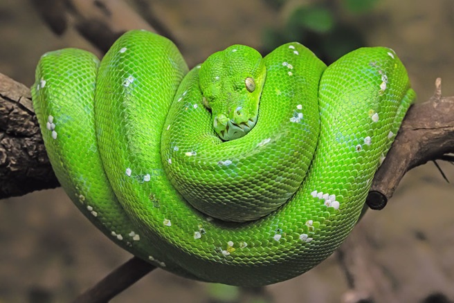 原PO喂食绿树蟒时，发现牠不断吞了又吐、吐了又吞，仔细一看才惊觉牠竟然把自己打成一个结。（示意图／达志影像）