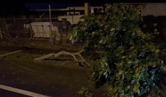 安全島上的路樹遭波及、橫躺在路旁。（民眾提供／吳佩蓉宜蘭傳真）