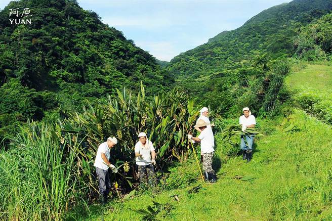 阿原农场的月桃採收。（阿原YUAN提供）