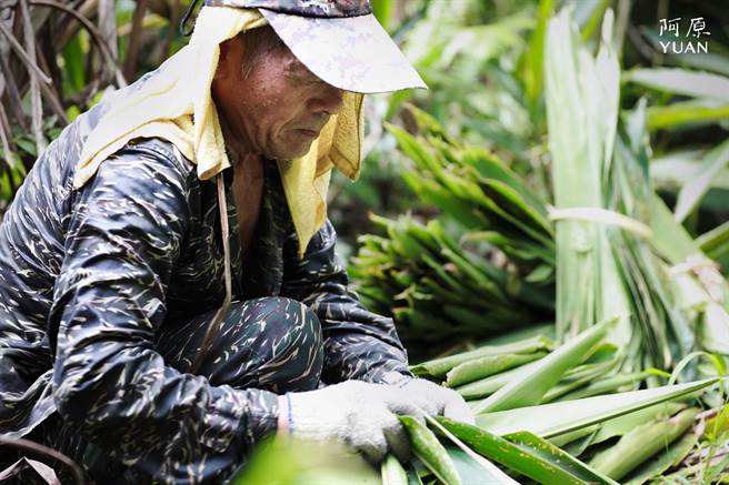 阿原农场的月桃採收。（阿原YUAN提供）