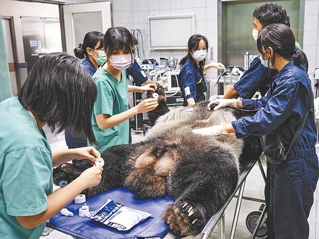 台北市動物園全力照護病危的大貓熊「團團」。（中新社）