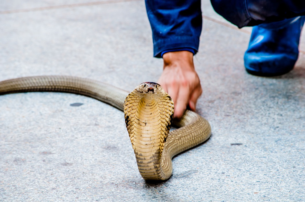 印尼一名弄蛇人替寵物眼鏡蛇換飲用水時遭攻擊，雖然被送醫治療，最終仍不幸身亡。(示意圖/達志影像)