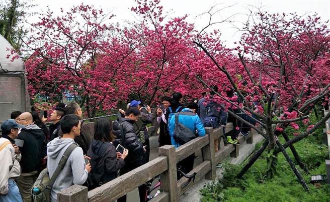 泰安派出所每年初春盛开的樱花季，在网友推波助澜下，成为全国着名的平地赏樱胜地。（翁美春服务处提供）