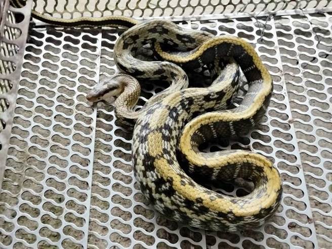 貪吃蛇吞食大老鼠後，腹部明顯撐大行動緩慢。（新北市動保處提供）