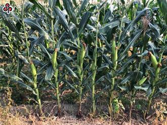 國際玉米價揚 今年國產硬質玉米種植面積近3萬公頃