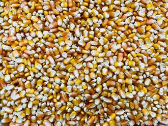 農糧署推廣硬質玉米10年有成 達3萬公頃目標、較去年增27％