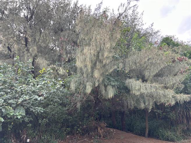 安南區再發生謀殺案，吳男遭槍殺棄屍防風林，屍體被發現時已遭野狗啃食。（讀者提供／程炳璋台南傳真）