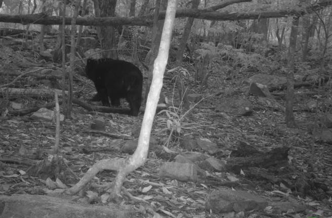 大雪山国家森林游乐区红外线自动相机拍摄台湾黑熊影像。（东势林管处提供）