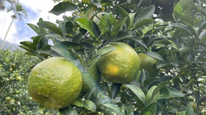 酸甜可口的青皮椪柑正值产季，台南市为全台最早上市的产区。（李姓农友提供／张毓翎台南传真）