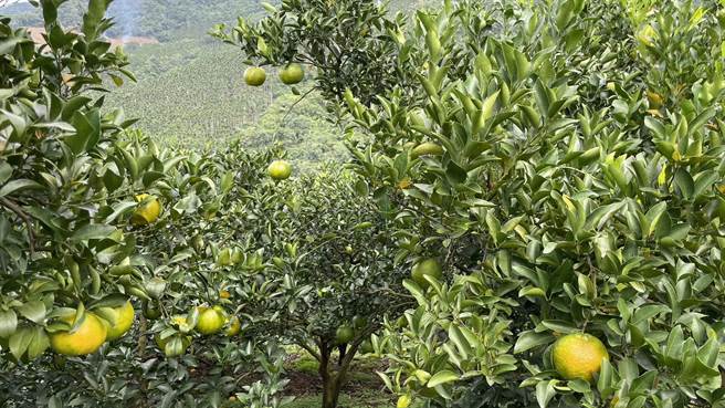 东山青皮椪柑以内销为主，未受大陆禁台柑橘类输入影响，目前价格平稳。（李姓农友提供／张毓翎台南传真）