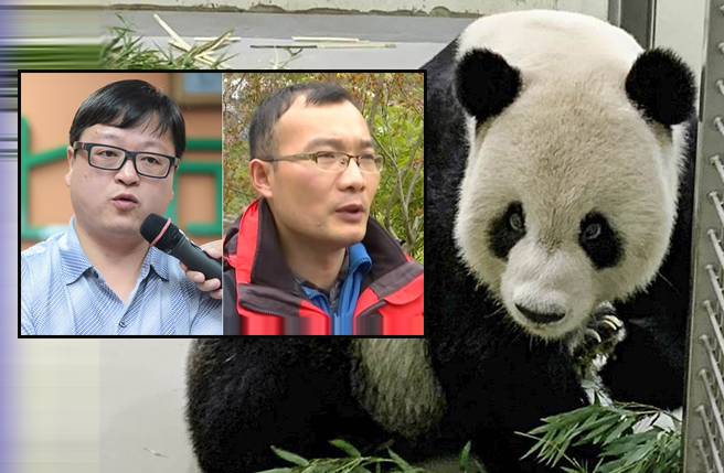 农委会副主委黄金城日前针对大猫熊团团的健康表示，大猫熊为陆方所有，只是在台湾展览，「如果有必要可以拿回去」引发「口误」争议。图为大陆猫熊专家董礼（右）、魏明（左）。（人民网）