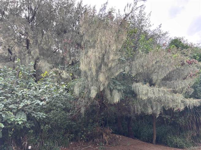 安南区再发生谋杀案，吴男遭枪杀弃尸防风林，尸体被发现时已遭野狗啃食。（读者提供／程炳璋台南传真）