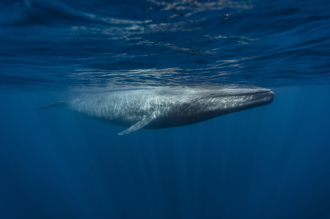 海洋塑膠微粒濃度日增 藍鯨每天吞下43.6公斤