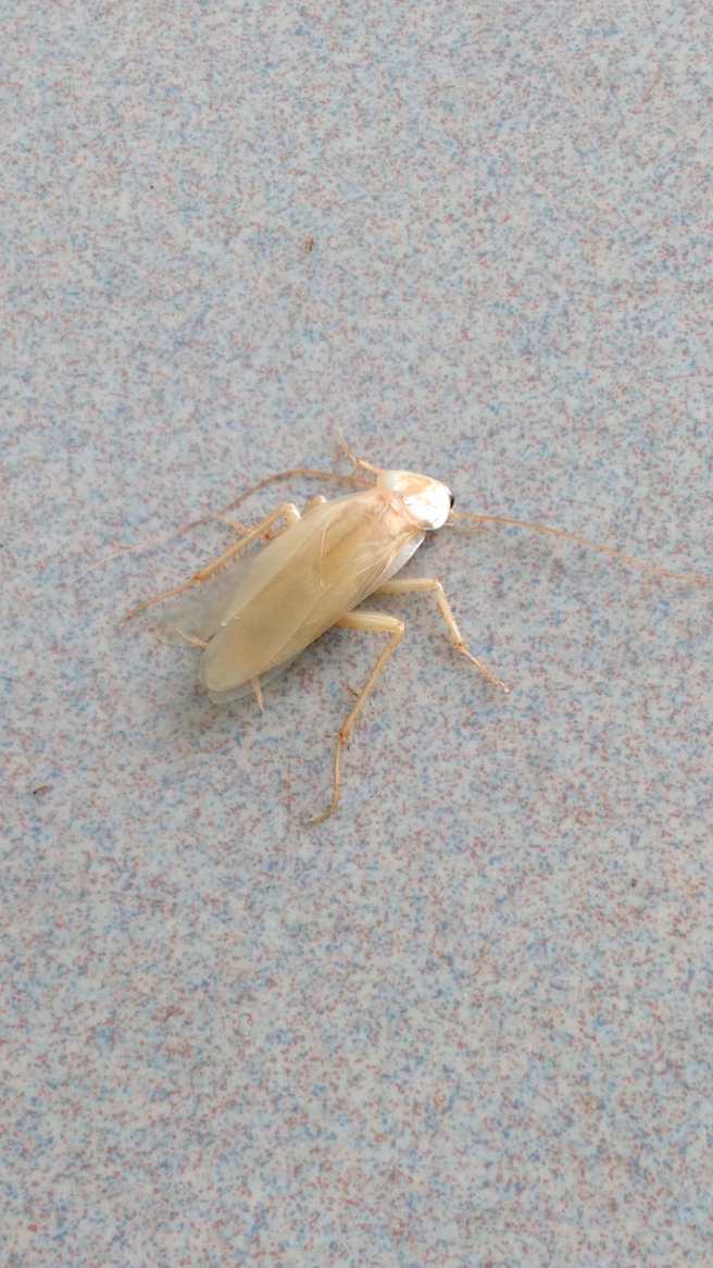 许多网友认为白色的蟑螂比较不让人感到害怕。(图/翻摄自爆废公社公开版)