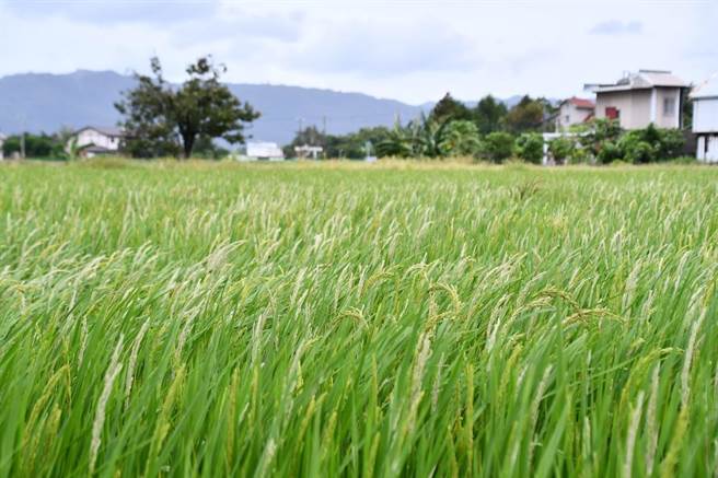 极端气候影响，花莲连日大雨，吉安乡部分水稻不稔实出现「白穗」现象，大片绿油油的稻田，却成白茫茫的一片，让农民感到心寒。（吉安乡公所提供／罗亦晽花莲传真）