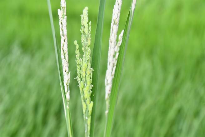 花莲吉安乡部分水稻受连日大雨影响，导致稻穗不稔实出现「白穗」现象。（吉安乡公所提供／罗亦晽花莲传真）