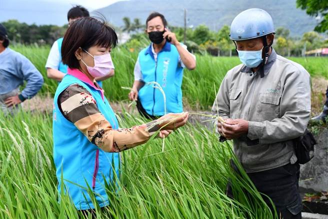 极端气候影响，花莲连日大雨，吉安乡部分水稻不稔实出现「白穗」现象，乡公所团队接获农友陈情前往关心农情，强调会争取中央水稻收入保险理赔，降低损失。（吉安乡公所提供／罗亦晽花莲传真）