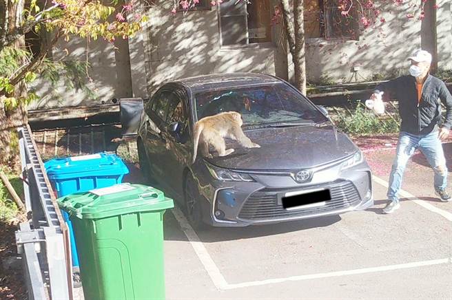 自动相机拍摄到游客与猕猴衝突的画面，东势林管处将向游客宣导注意人猴相处距离。（东势林管处提供）