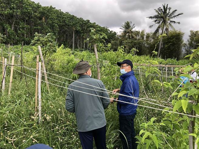 花莲县丰滨杂粮产销班员多为静浦村阿美族人，以生产印加果为主，过去是慈济大学「食在永续消费合作社」合作厂商之一，校方USR中心多次与班员讨论种植现况，分享种植经验与困难，近日更与产销班成立东部第一个参与式共保系统。（慈济大学提供／罗亦晽花莲传真）