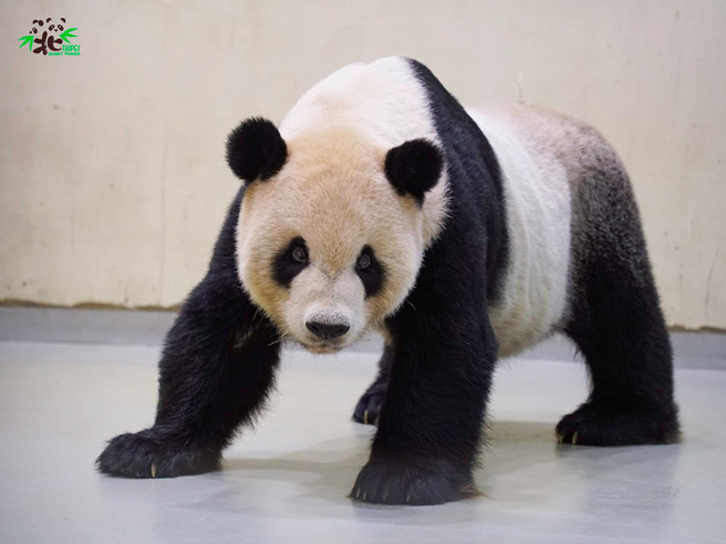 动物园表示若团团病逝，将考虑保留骨骼或皮毛、精子。（翻摄自Taipei Zoo 臺北市立动物园脸书）