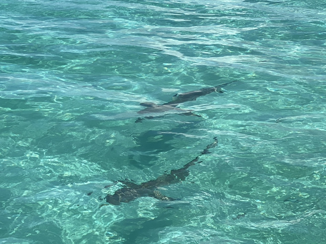 帛琉总统惠恕仁提到，疫情使帛琉GDP减少30％，非常期待台湾游客的到来。曾薏苹摄